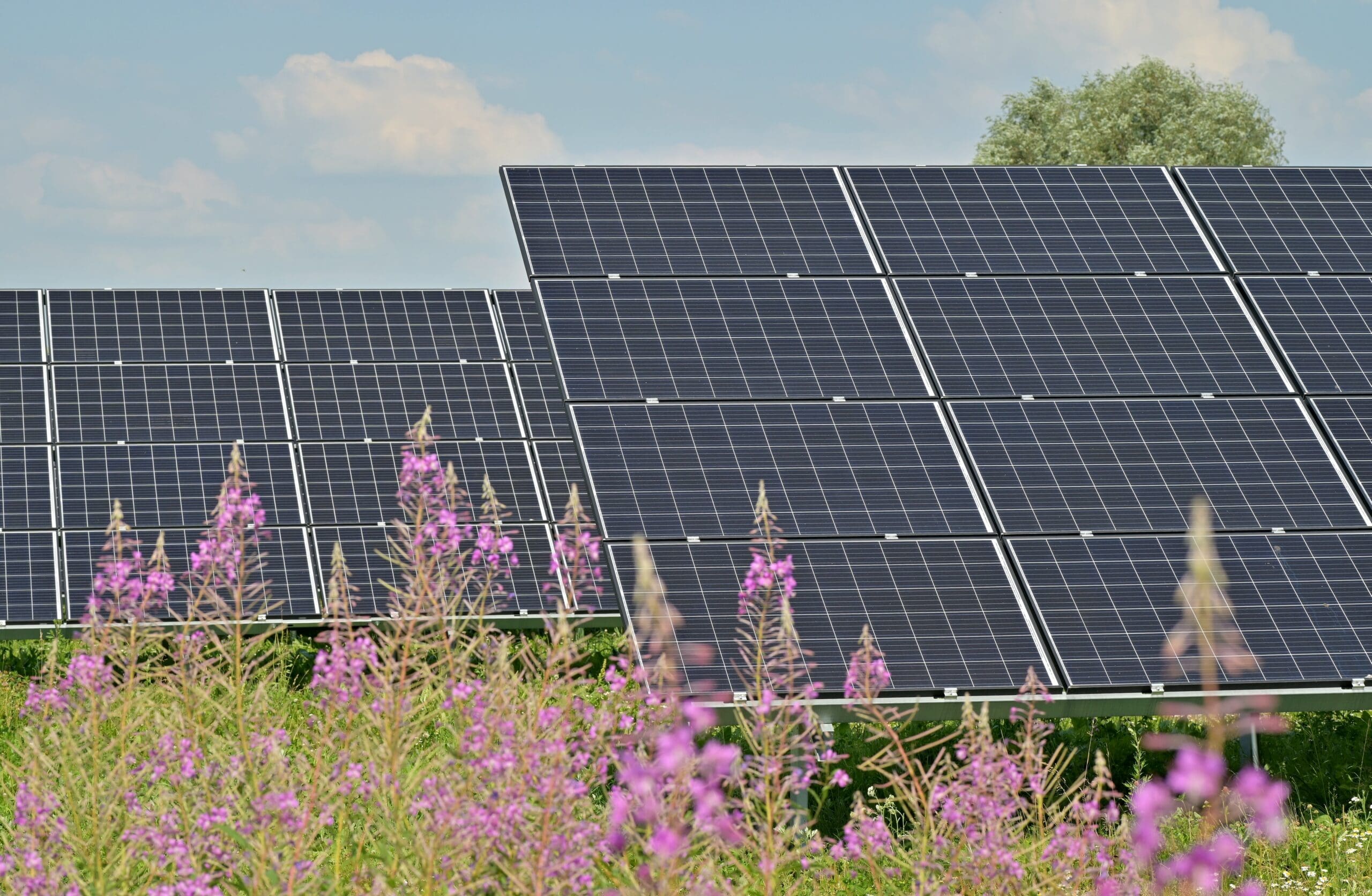 The Hidden Benefit of Solar Panels in Agriculture: Pollinators